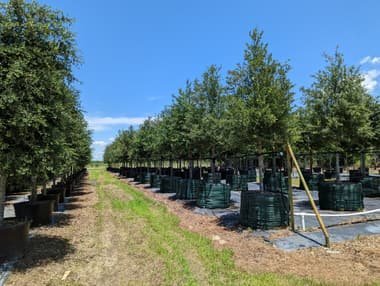 A row of large container-grown Live Oaks with full canopies, each in a big fabric container on a wide gravel aisle